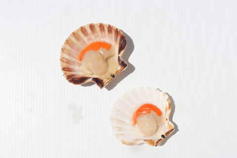 Scallops