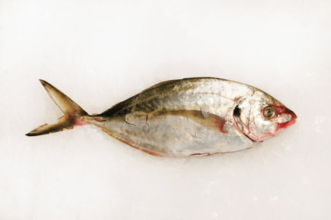Trevally (1-1.5kg)