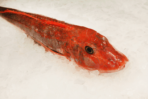 Gurnard (1-1.5kg)