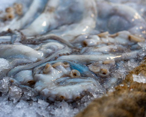 Octopus Tentacles - 1kg