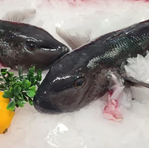 Blue Cod (1-1.5kg)