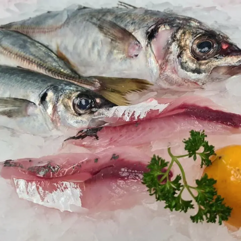 Jack Mackeral (1-1.5kg)