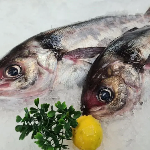 Blue Warehou (2.5-3kg)