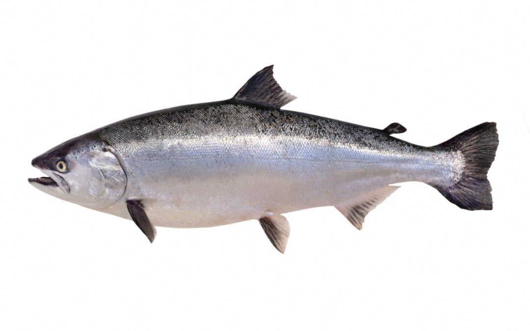 Salmon