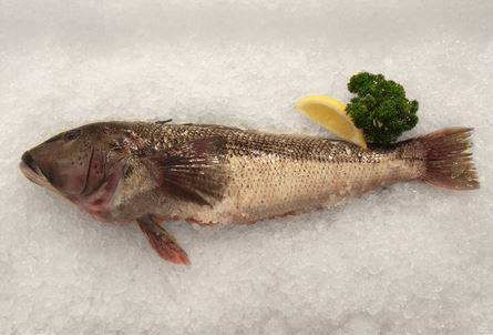 Blue Cod