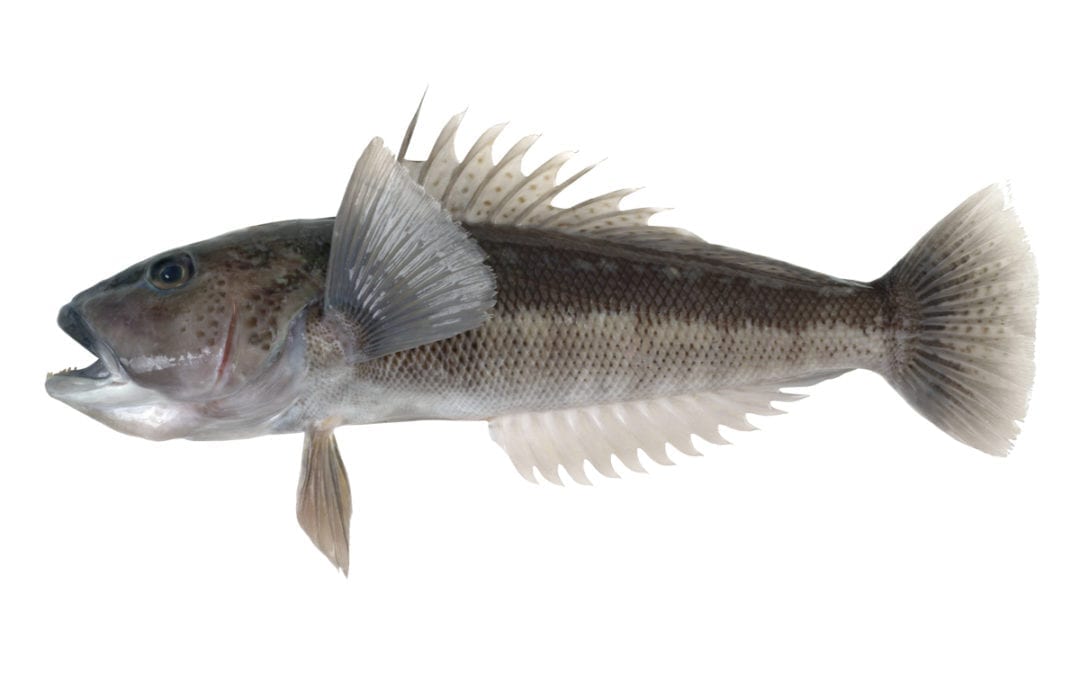 Blue Cod - Wellington Seamarket