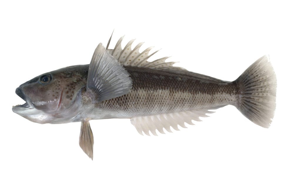 Blue Cod Wellington Seamarket