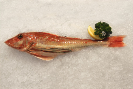 gurnard