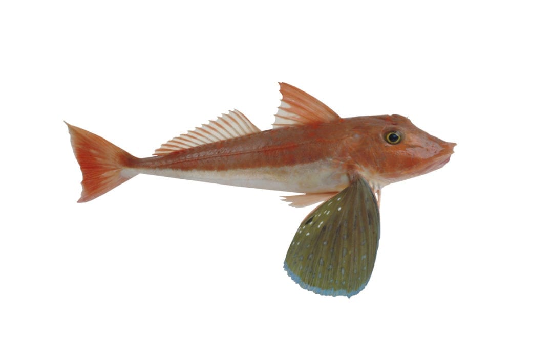 Gurnard
