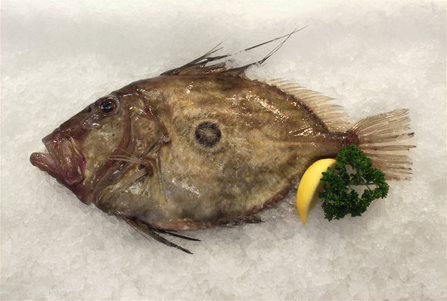 john dory