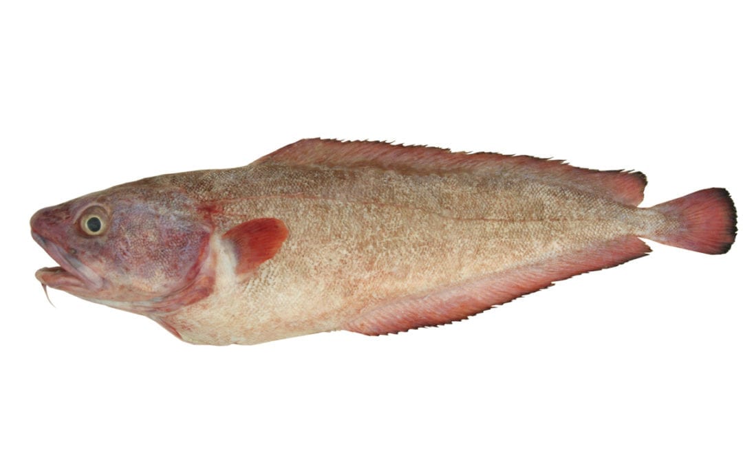 Red Cod