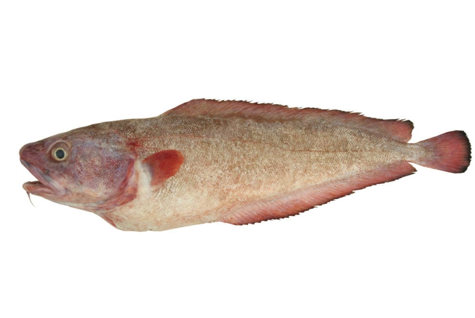 Red Cod Wellington Seamarket