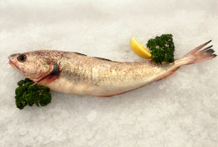red cod
