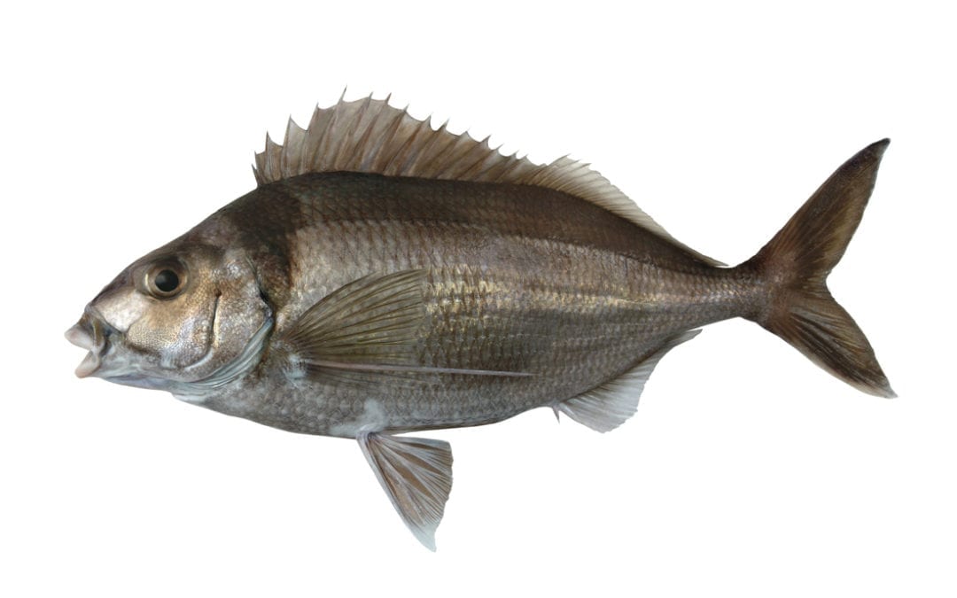 Tarakihi