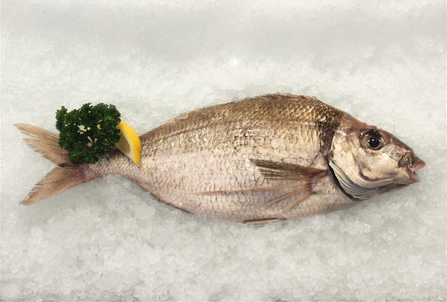 tarakihi fresh fish