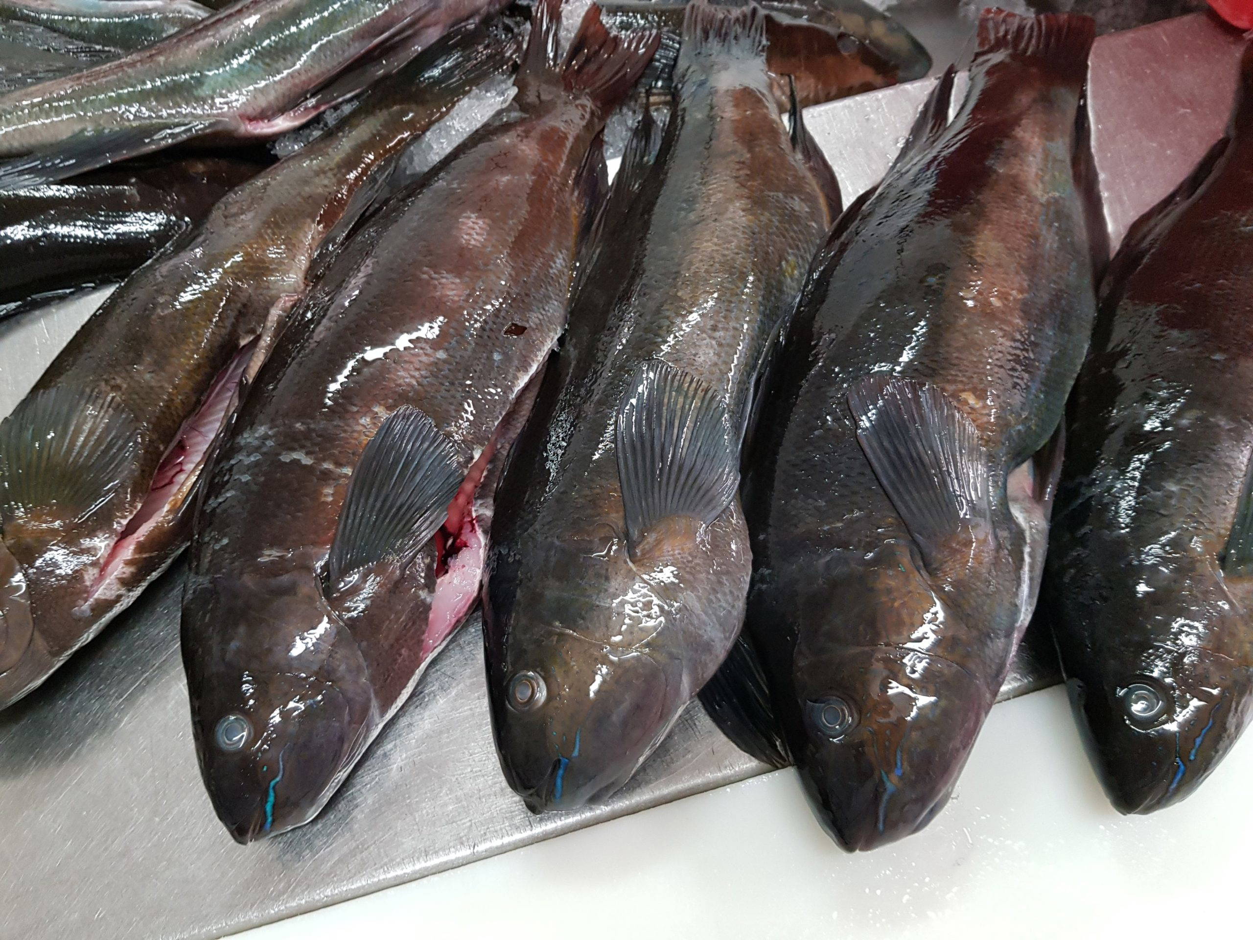 Butterfish Whole, Gilled, Gutted and Scaled Wellington Seamarket