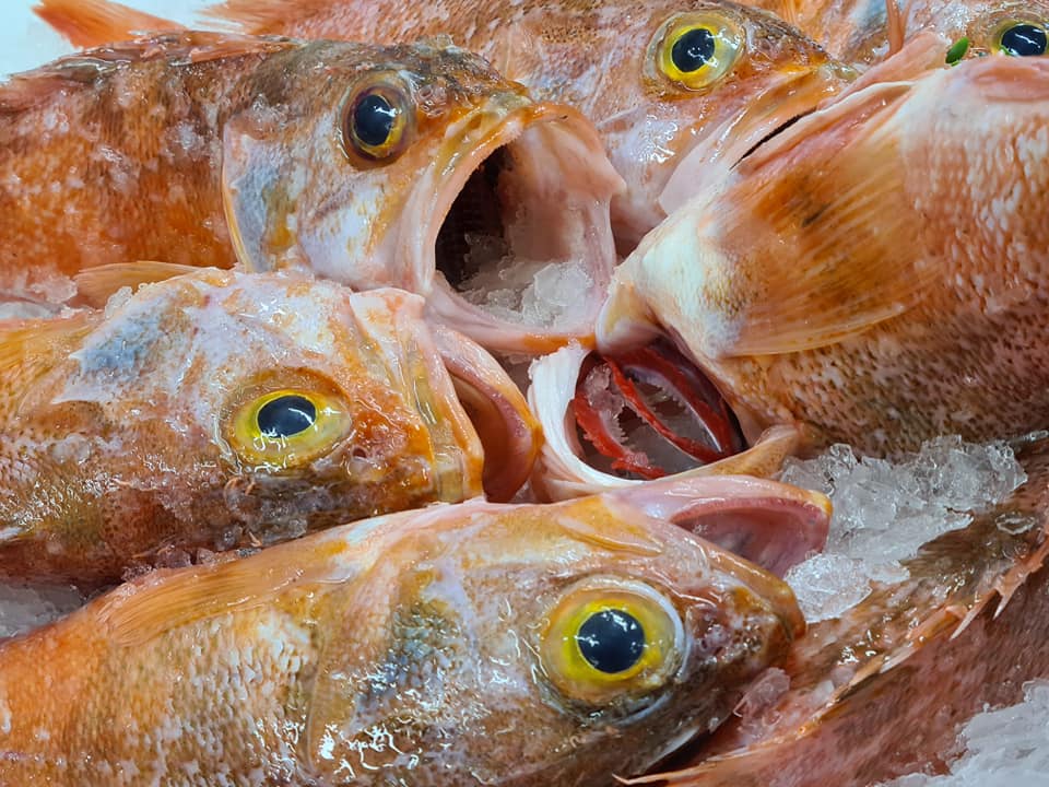 Sea Perch Whole, Gilled, Gutted and Scaled Wellington Seamarket