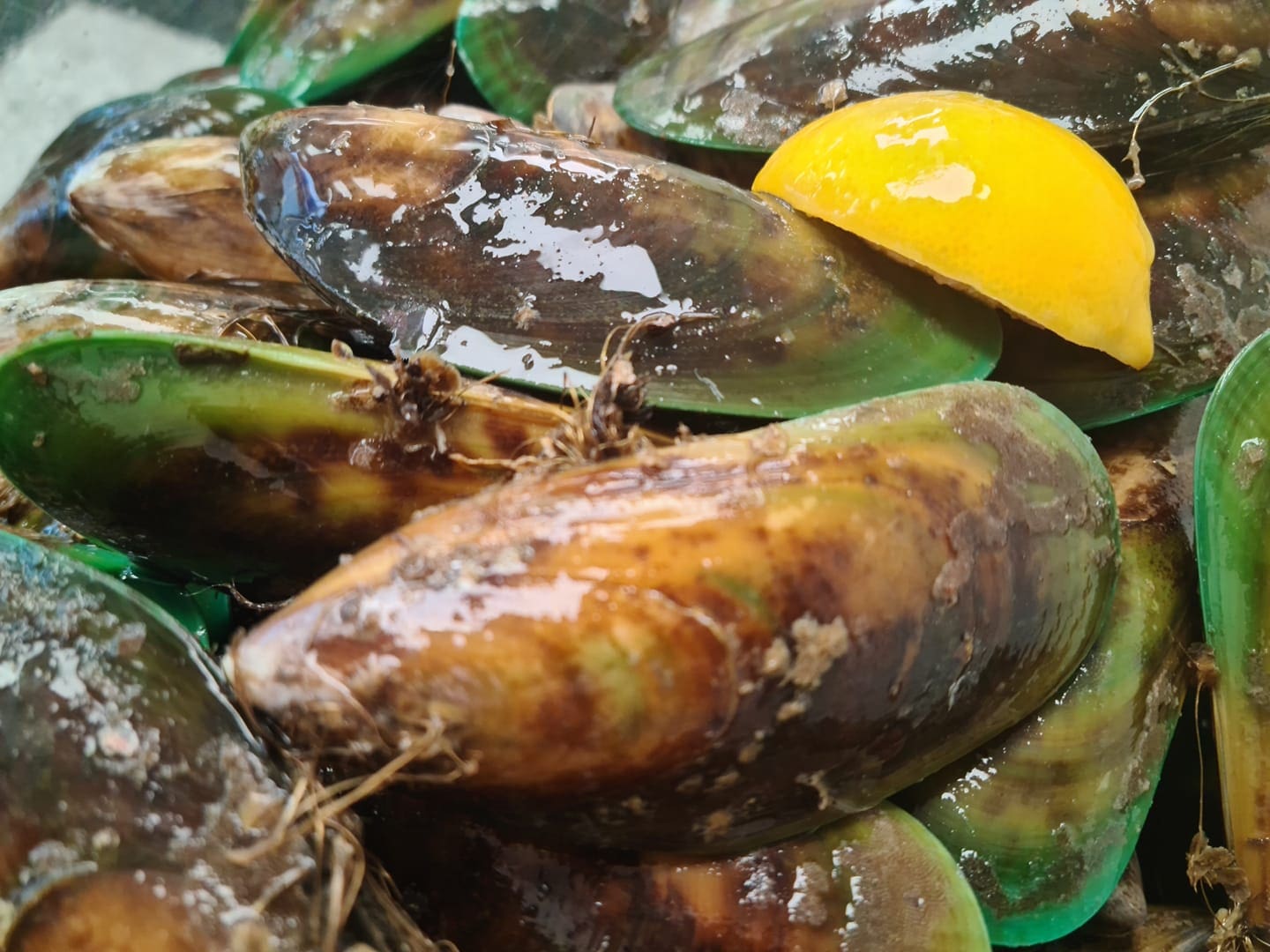Mussel Greenlip Wellington Seamarket