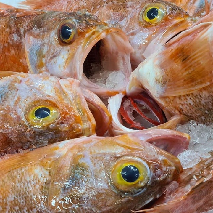 Sea Perch - Whole, Gilled, Gutted and Scaled - Wellington Seamarket