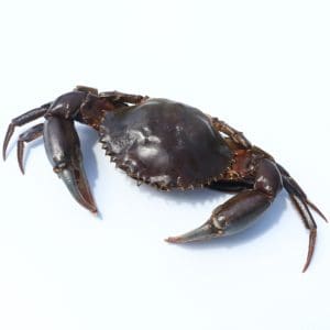 Mud Crab Whole (Frozen)